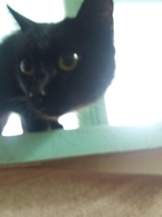 Кошка СТЕРИЛизованная