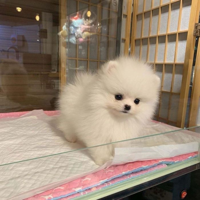 Mascul Pomeranian cu pedigree tip A