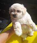 Catel bichon maltese