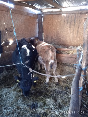Vând doua vitele angus vârstă 4 luni