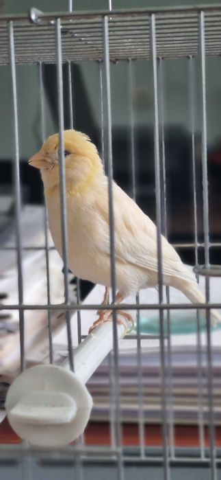 Рабочая самка от привозных/ Привознойладан ишлаган мода