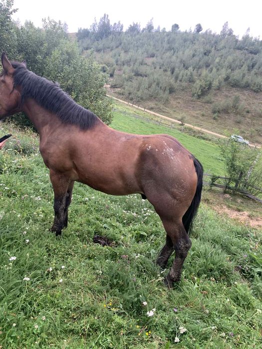 Vînd sau schimb cu auto cal de 4 ani merge bine la carut si blînd