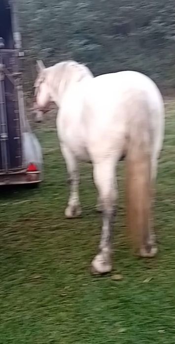 Vând doi cai urgent