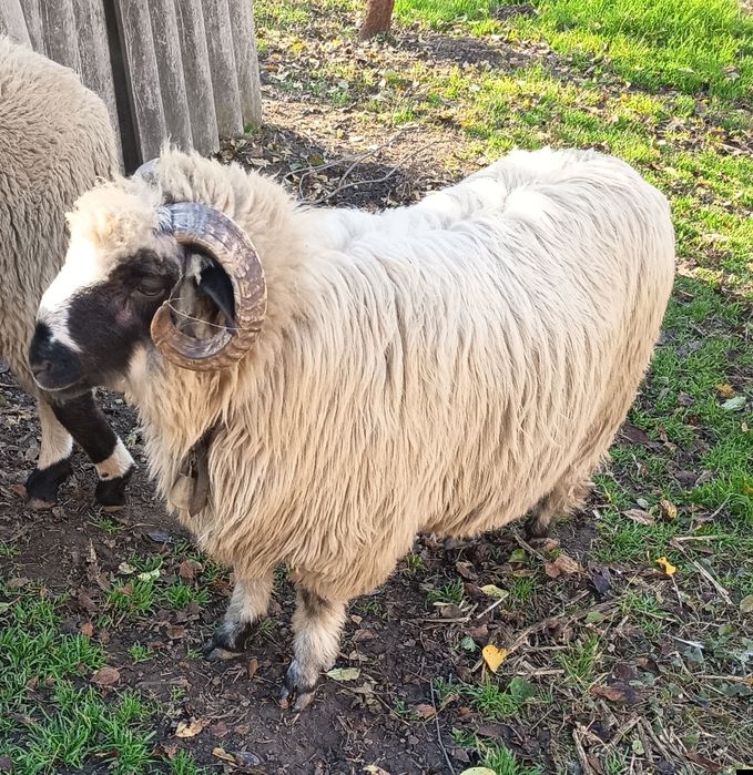 Vând 2 berbecuți de anul acesta