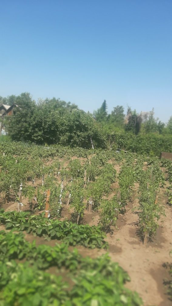 Продам дачу ухоженная