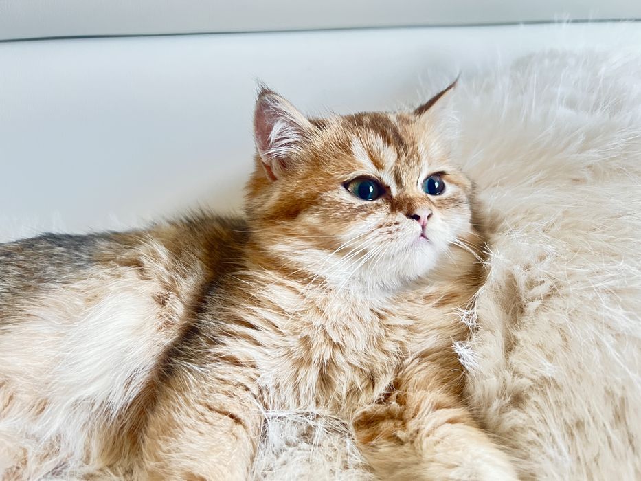 Британец шиншилла NY25