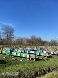 Vând 15 familii albine cu mătci tinere