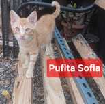 Donez pui pisica 4 luni
