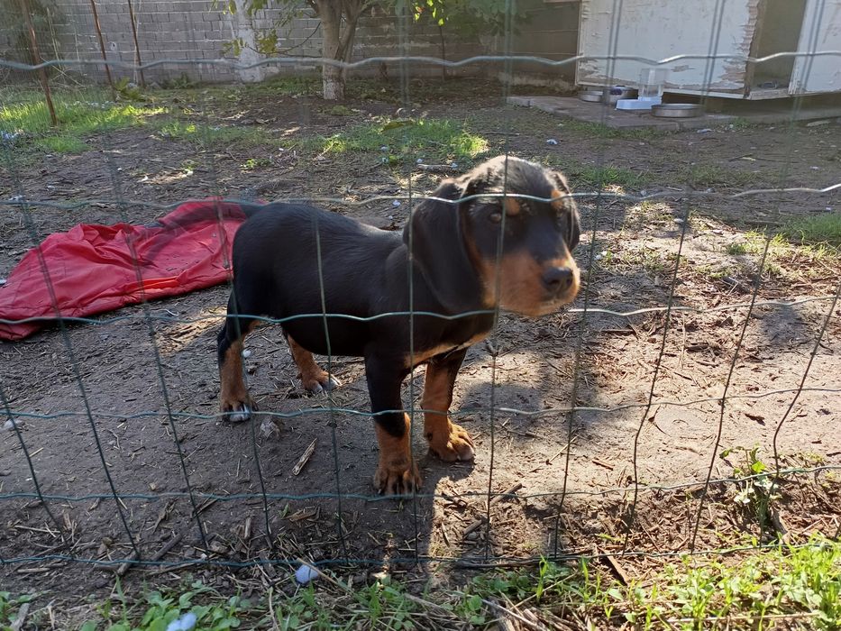 Подарява се мъжко гонче 2.5месеца