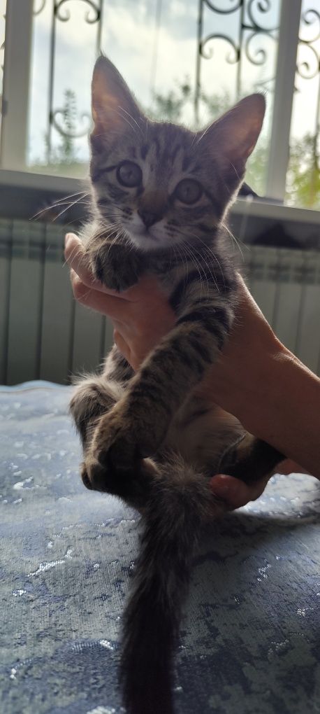 Милый котёнок ищет дом