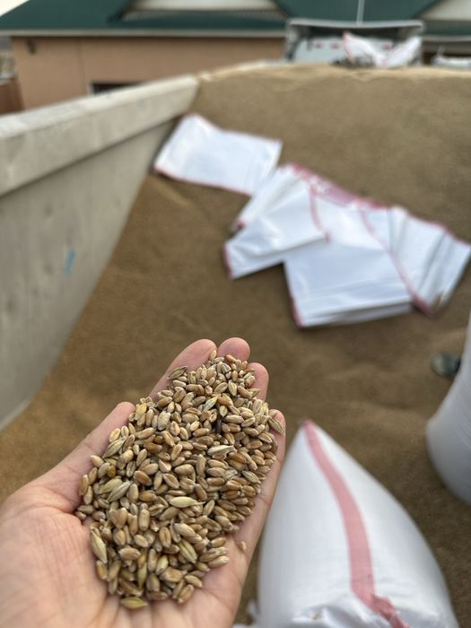 Пшеница 3 класс, отличного качества