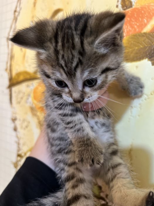 Отдам котят бесплатно