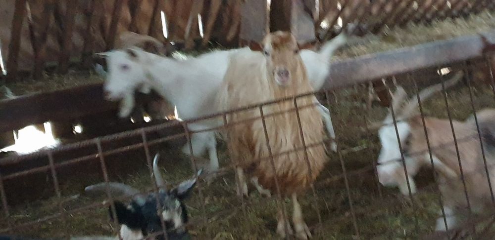 Țap de rasă alb de banat