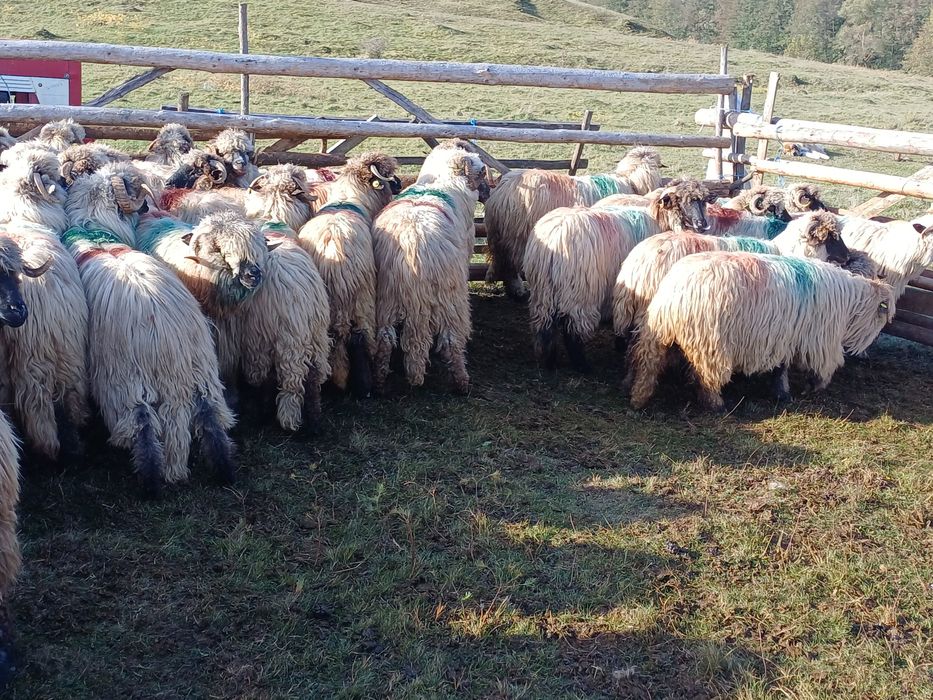 Oi  tinere de vânzare