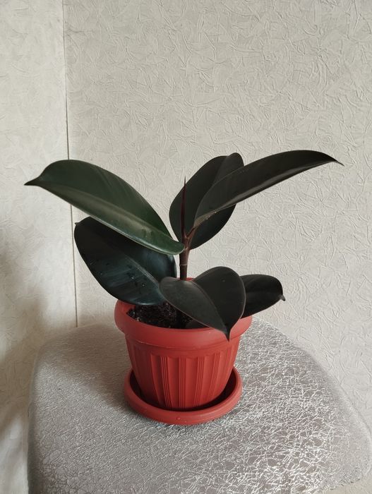 Продам комнатный цветок "Фикус"