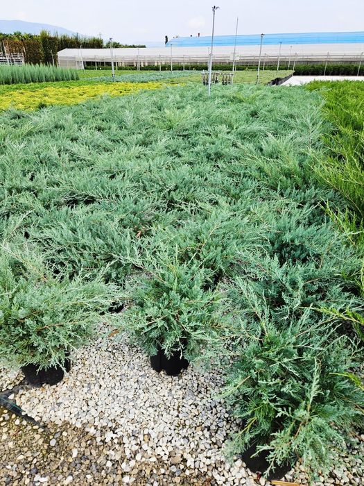 Vând ienupăr târâtor de dimensiuni diferite