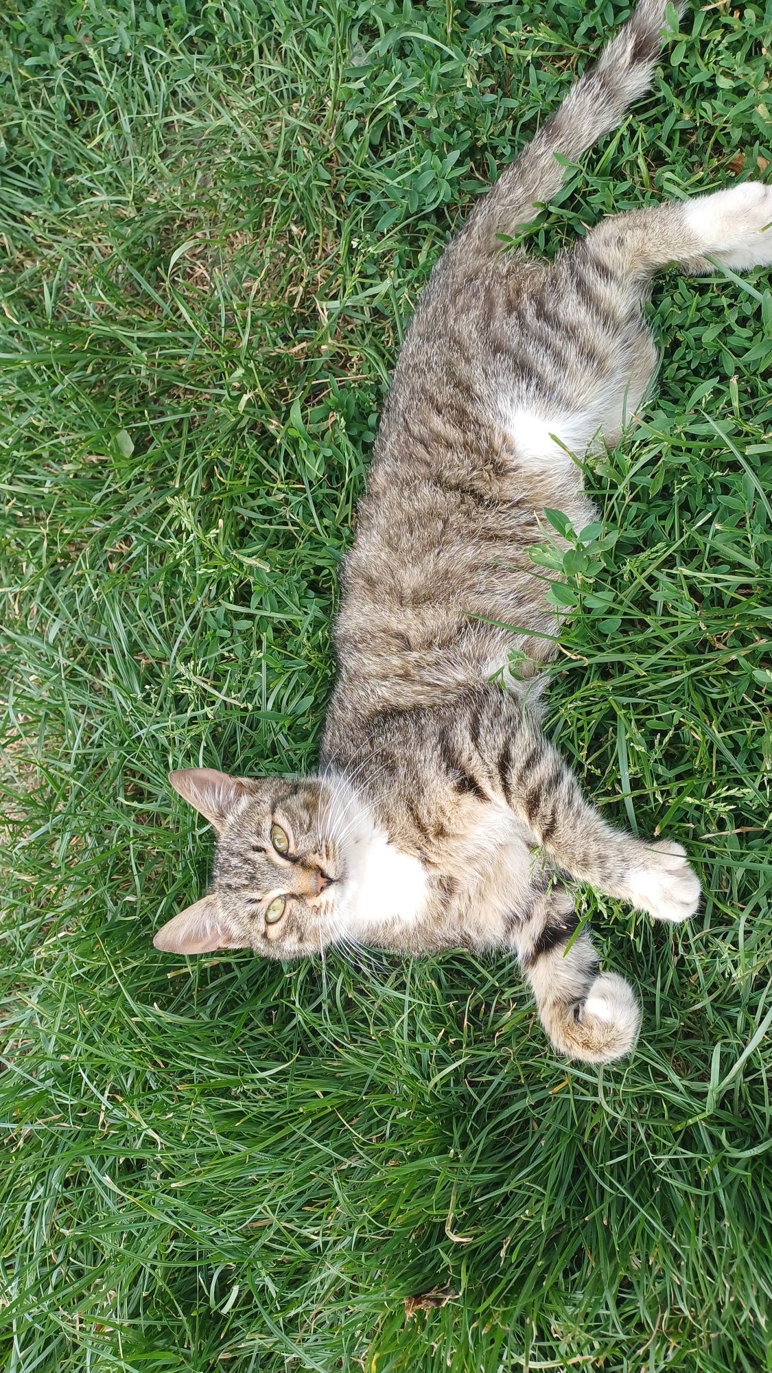Donez pisici (mici și mari)