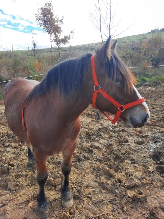 Manza de vanzare 1,6 luni