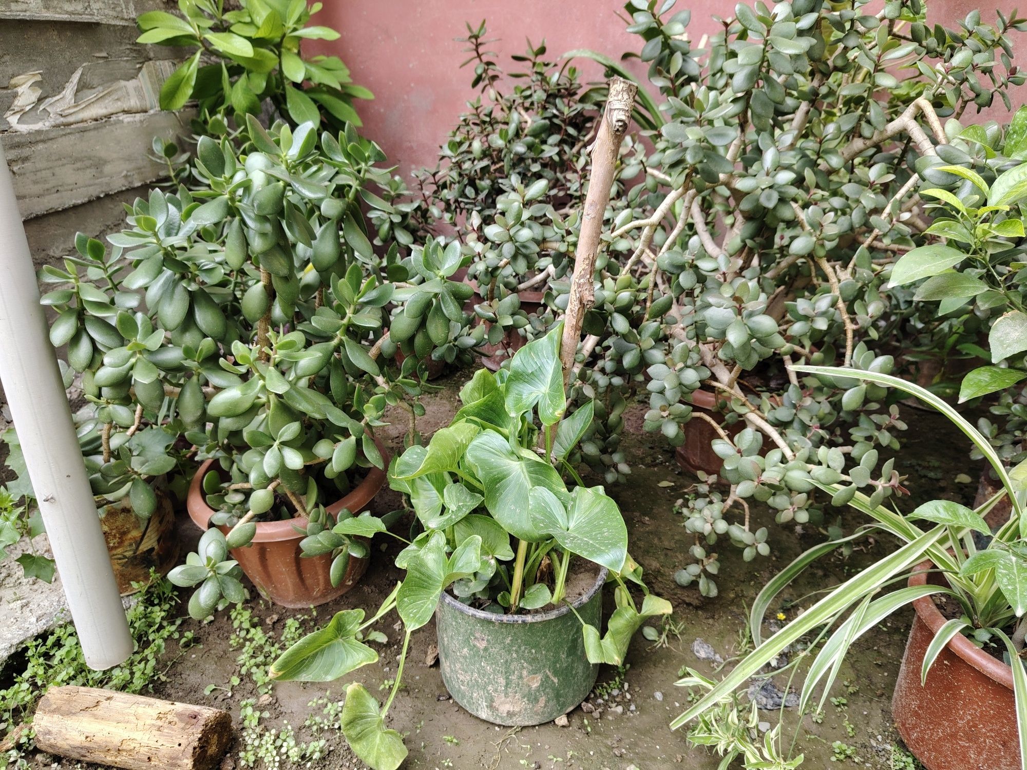 Sotiladi  gullar