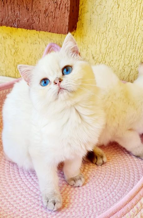 British cu pedigree si ochii albastri