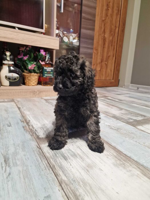 Пудел мини момче