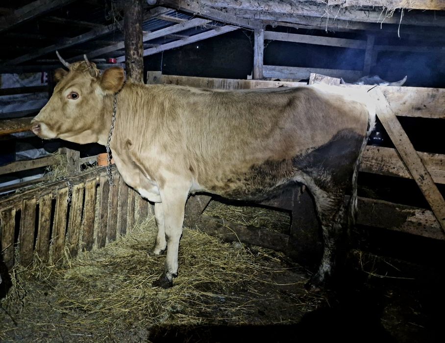 Vand juninca gestantă