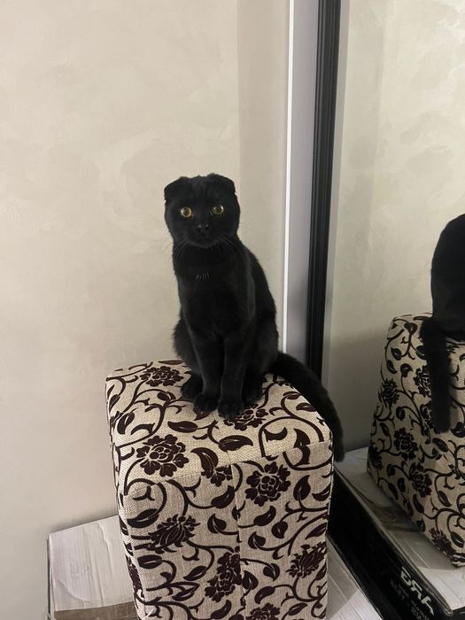 Отдам кота вислоухий черный