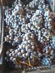 Продавам грозде за ракия и вино