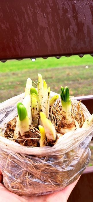 Ghiocei pentru copii și adulti