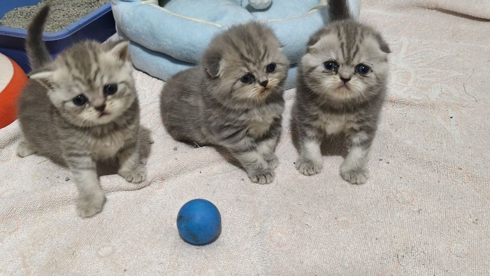Шотландские котята