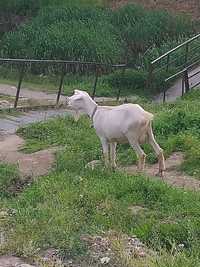 Продаётся породистая коза
