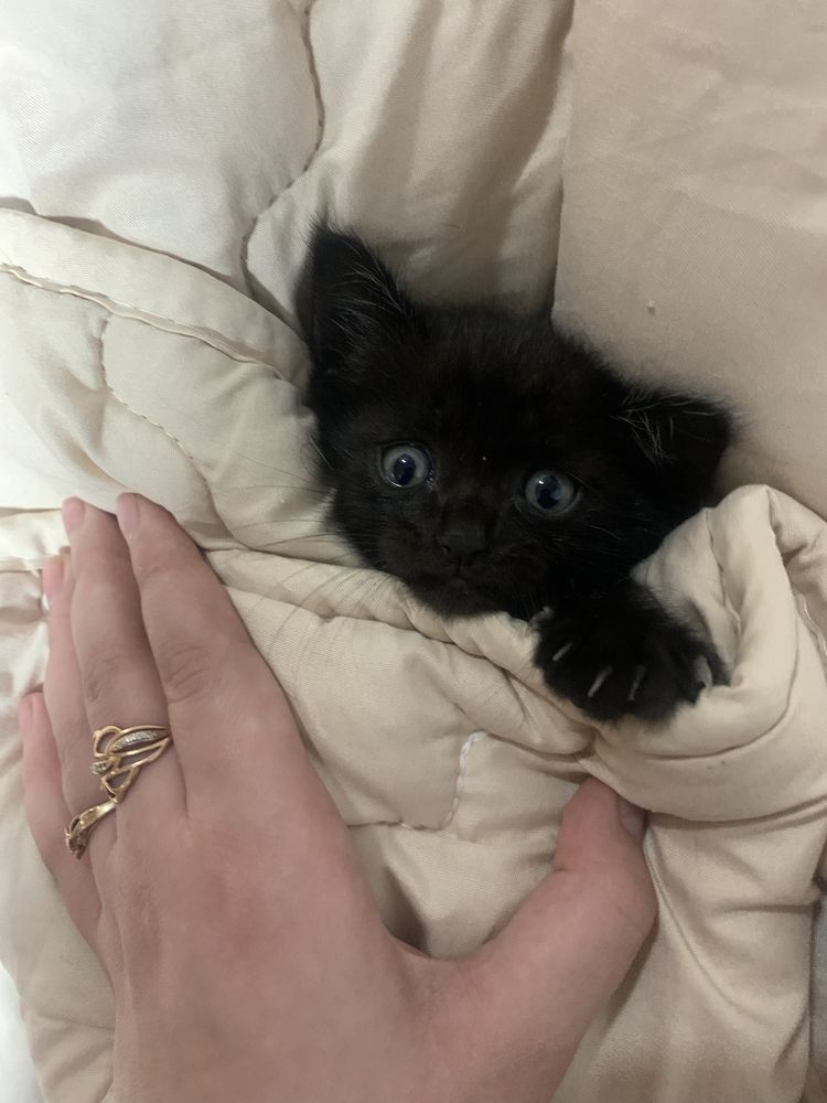 Котенок черный 2 месяца