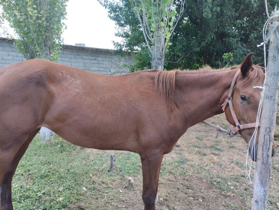 750мын тенге саудасы бар