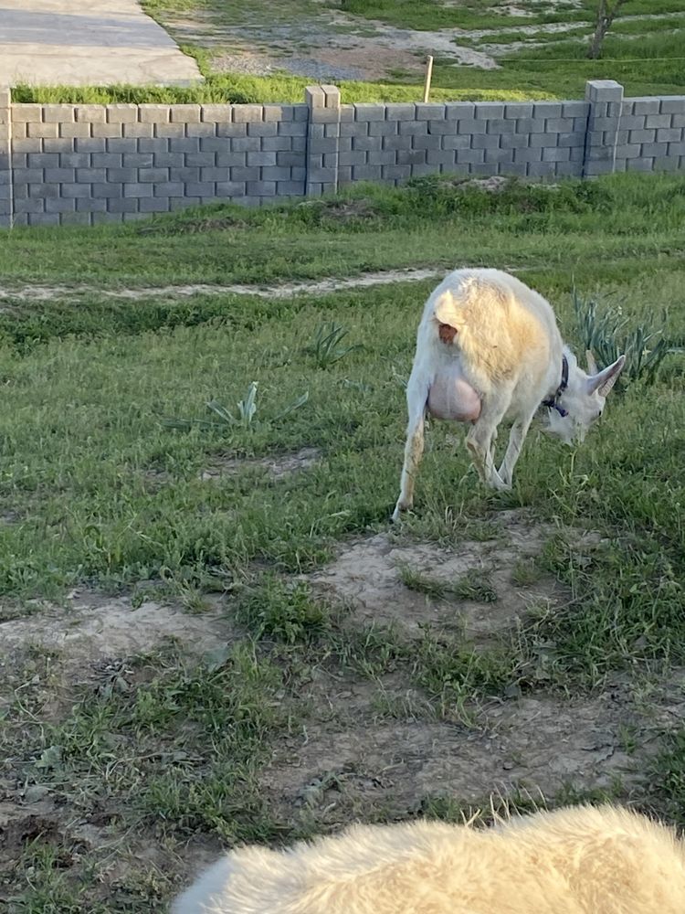 Ешкі сатылады бірінші тума