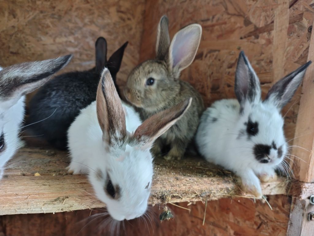 Vând iepurași rasa comuna