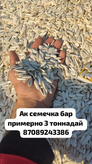 Семечка бар ак семечка