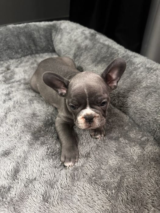 Pui Bulldog Francez Mascul Blue
