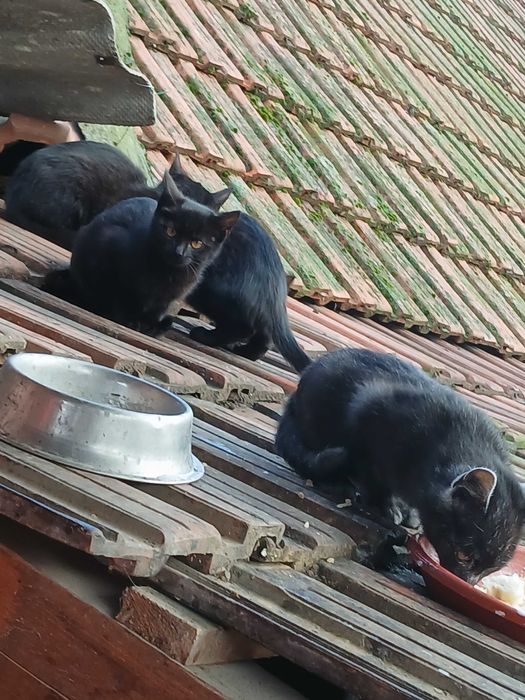 Donez 4pisici!3luni.motani si pisicute