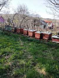 Lăzi albine cu rame cladite