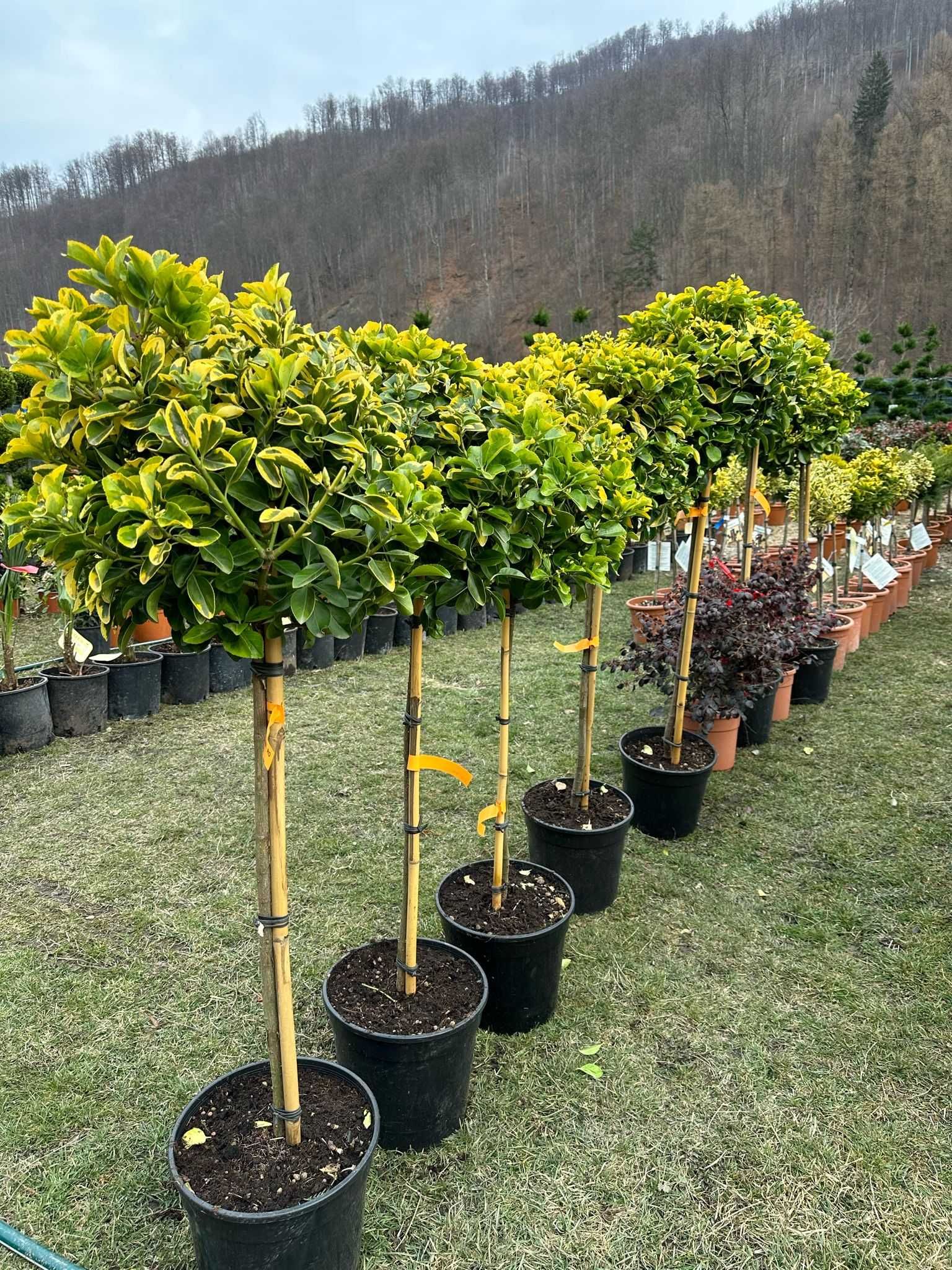 Transport gratuit și plantare la cerere pentru plante verzi