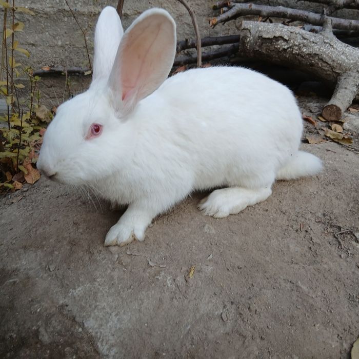 Quyonlar sotiladi, 2 ta, Jinsi: Samka, Boʻgʻoz ikkalasi xam, Fargʻona