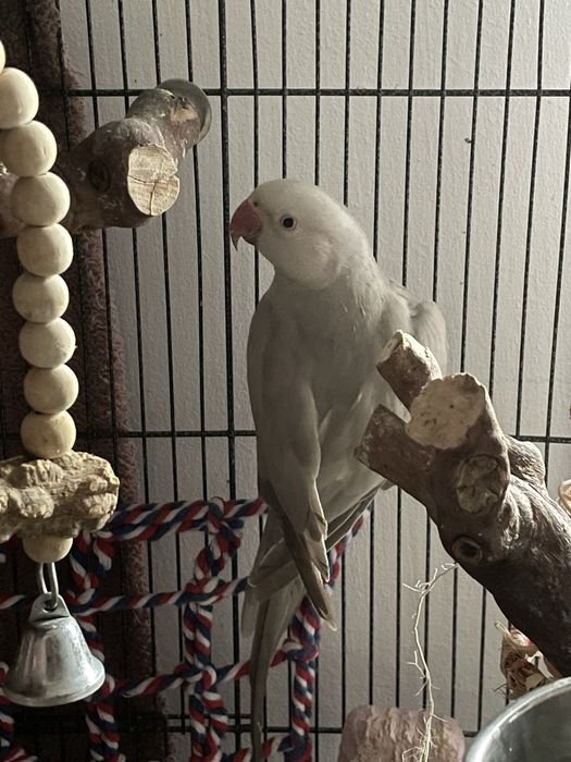 Vand papagal Micul Alexandru