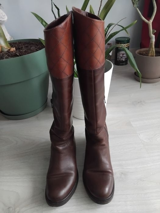 Cisme maro de la musette