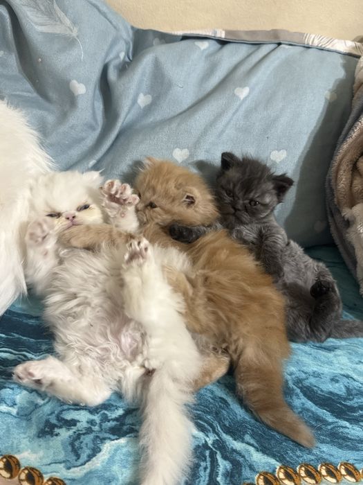 Pui pisică persană