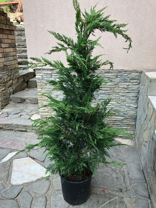 Cupressus leylandii 1.3 - 1.5m  tuia, gard viu vesnic verde