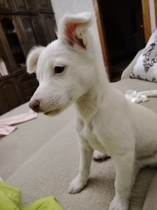 Щенок даром в добрые руки