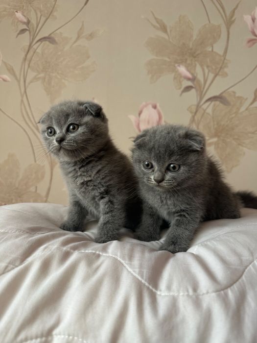 Чудесные шотландские вислоухие котята