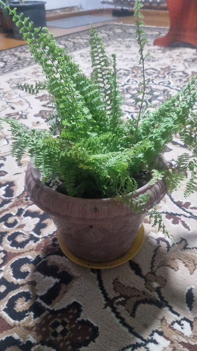 Дом и сад. Комнатные растение