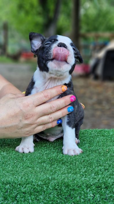 Boston Terrier mascul