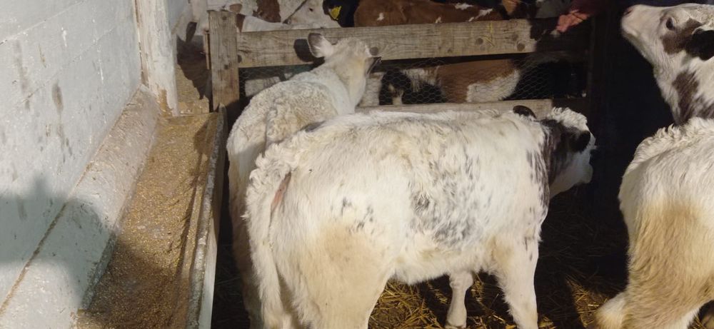 Vând viței baltati belgienii